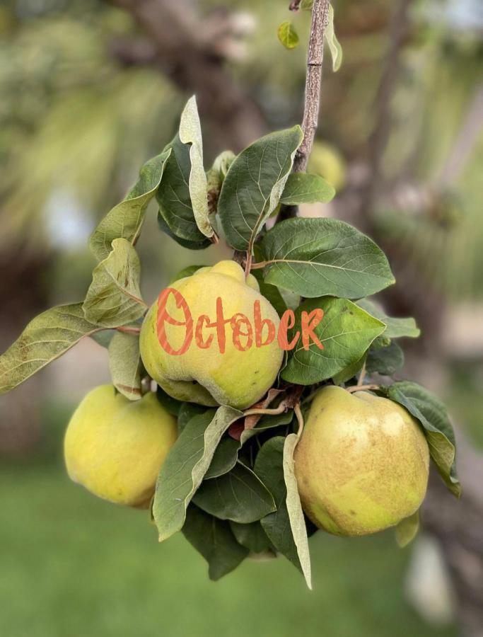 Masseria Valente Ostuni Ngoại thất bức ảnh