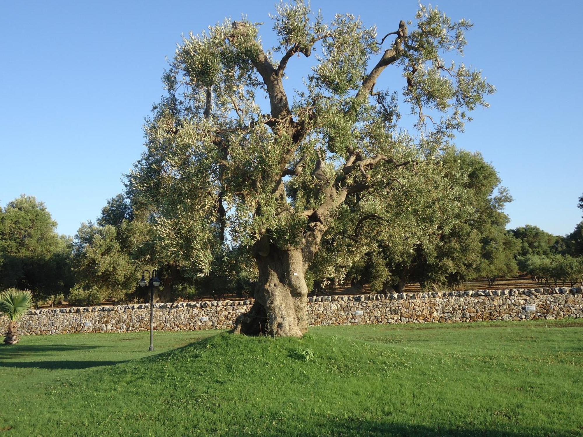 Masseria Valente Ostuni Ngoại thất bức ảnh